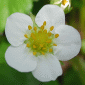Floraison - Blossoming
