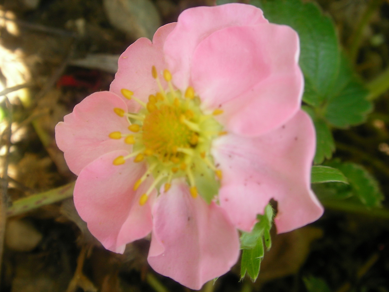 MOUPIPA ROSE - Fleur / Flower