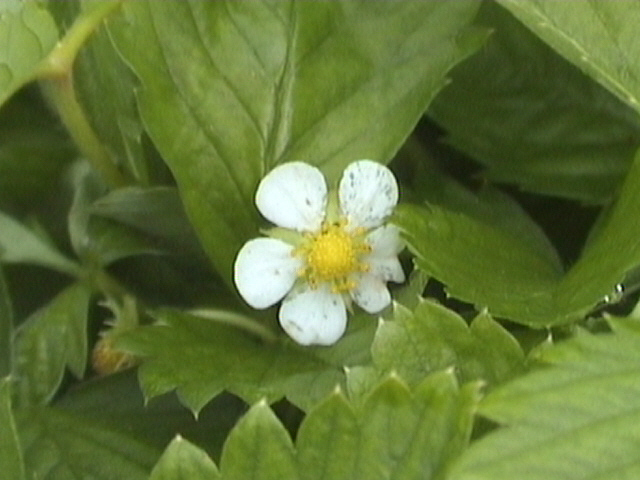YELLOW WONDER- Fleur / Flower