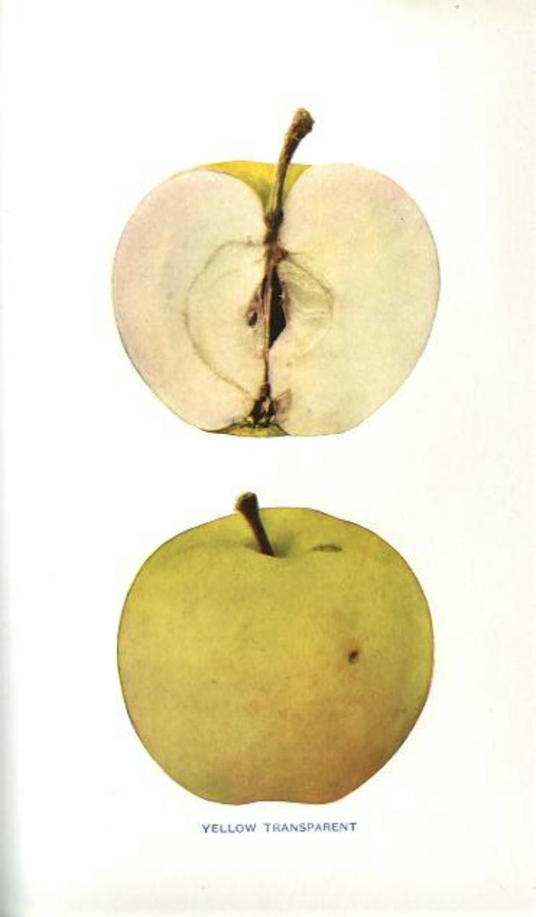 Apples of New-York - S.A. BEACH - 1905