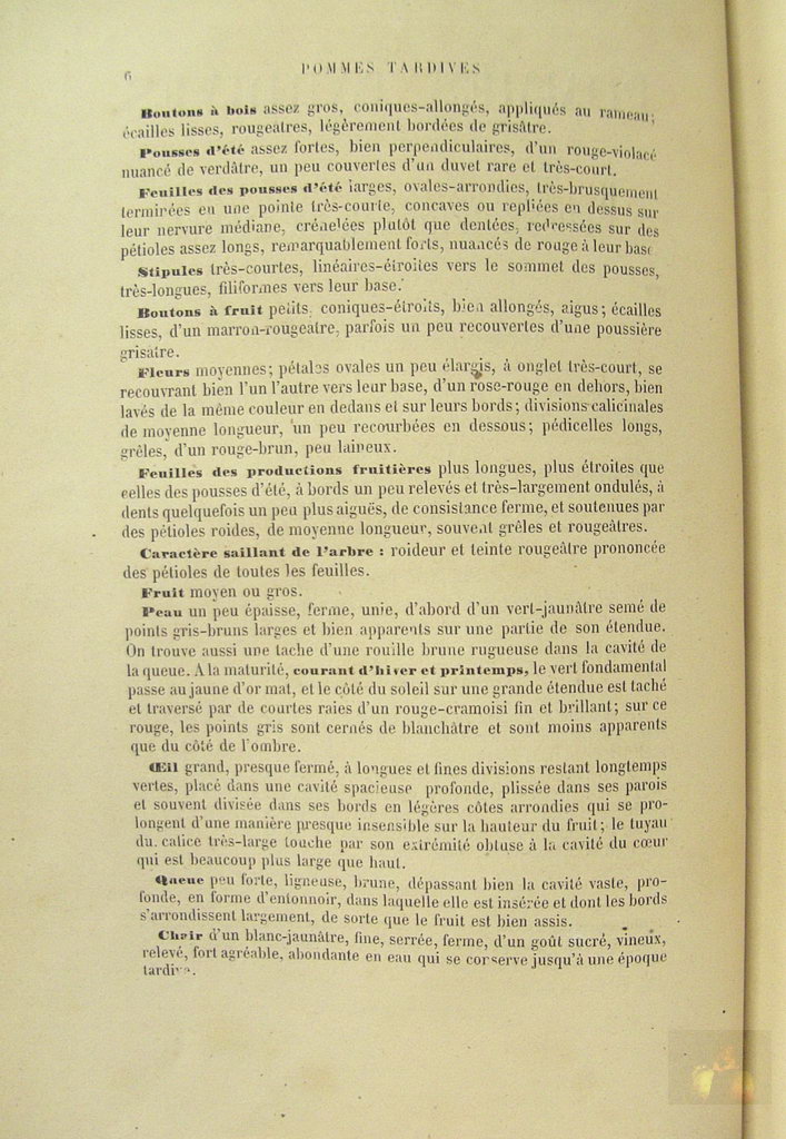 Alphonse MAS - le verger - Tome 4 pommes tardives - 1869 - texte (suite)