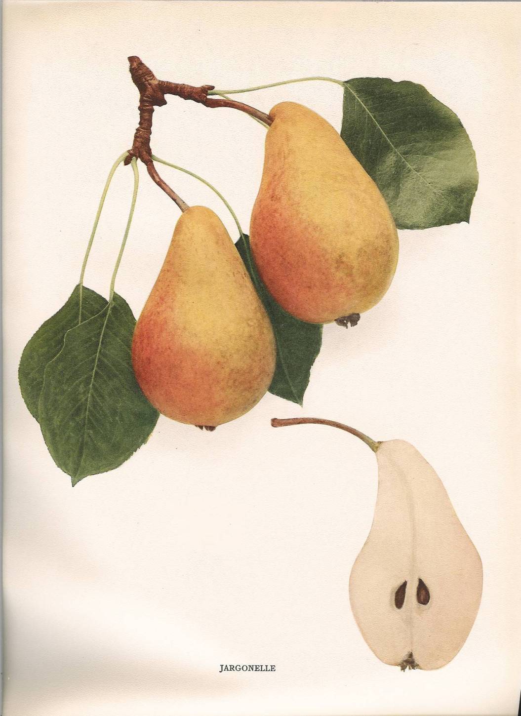 PEARS OF NEW YORK