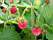 05-fruits_roses.JPG