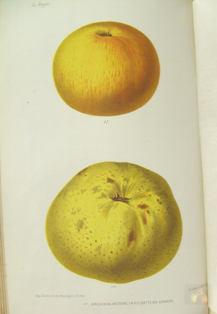 Alphonse MAS - le verger - Tome 4 pommes tardives - 1869 - planche