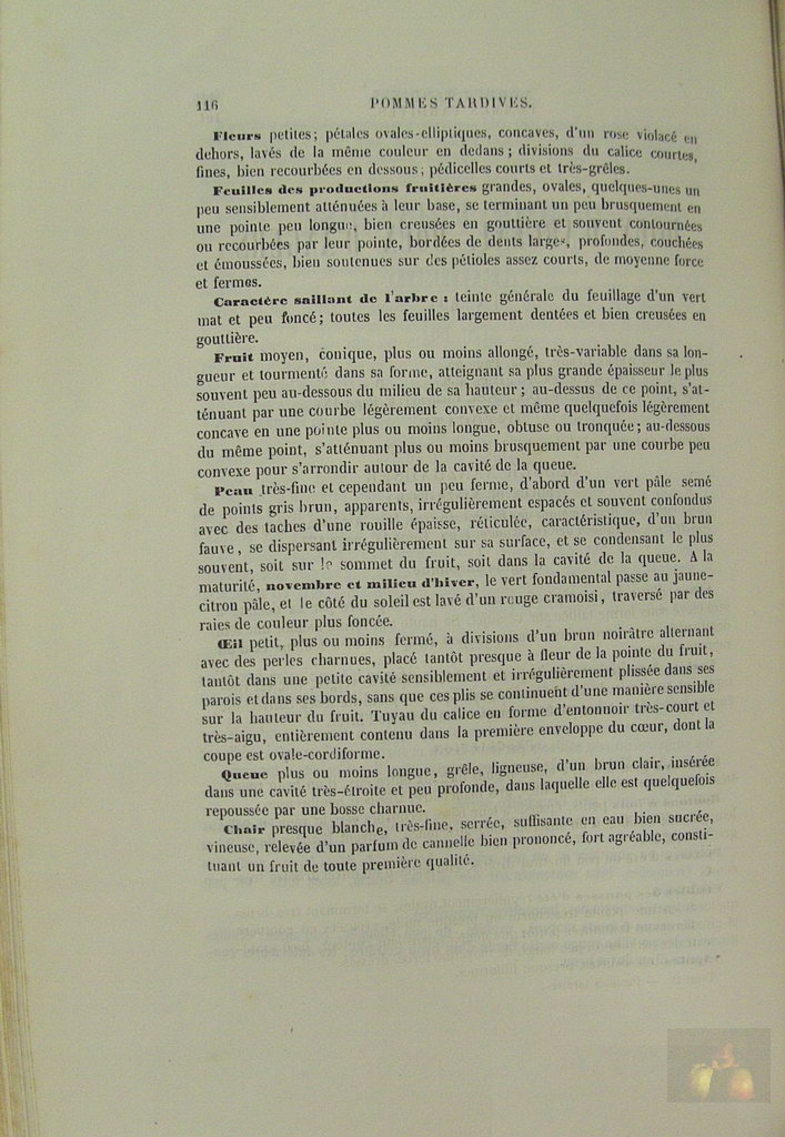Alphonse MAS - le verger - Tome 4 pommes tardives - 1869 - texte (suite)