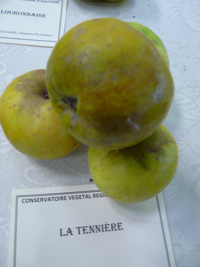 LA TENNIÈRE -  Exposé  le 17 novembre à Eurocroq’pom LIMOGES  2013  par Conservatoire Régional d'Aquitaine